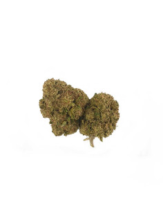 fleur-de-cbd-White-widow-Glass-House-magasin-de cbd-toulouse-ismoke31