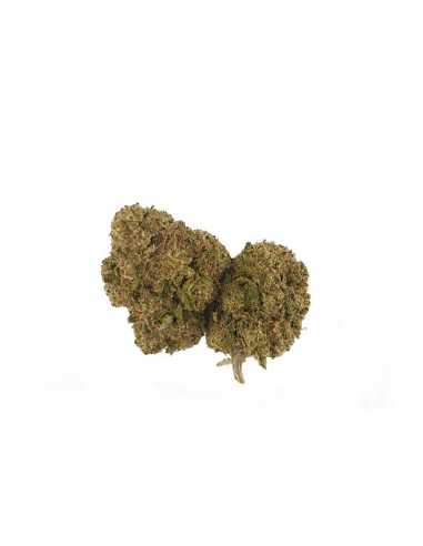 fleur-de-cbd-White-widow-Glass-House-magasin-de cbd-toulouse-ismoke31